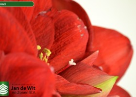 hippeastrum Ferrari ® (4)